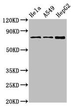 TGM2 Antibody in Western Blot (WB)