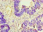 AMH Antibody in Immunohistochemistry (Paraffin) (IHC (P))