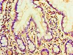 AMH Antibody in Immunohistochemistry (Paraffin) (IHC (P))