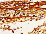 HDC Antibody in Immunohistochemistry (Paraffin) (IHC (P))