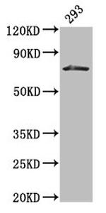 HDC Antibody in Western Blot (WB)