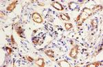 Kininogen Light Chain Antibody in Immunohistochemistry (Paraffin) (IHC (P))