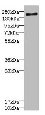 SCN7A Antibody in Western Blot (WB)