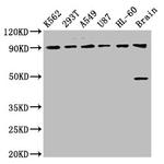 OCA2 Antibody in Western Blot (WB)