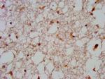 GNAS Antibody in Immunohistochemistry (Paraffin) (IHC (P))