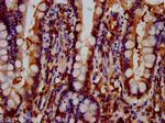 GNAS Antibody in Immunohistochemistry (Paraffin) (IHC (P))