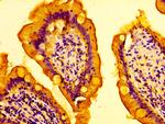 AMFR Antibody in Immunohistochemistry (Paraffin) (IHC (P))