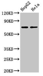 AMFR Antibody in Western Blot (WB)