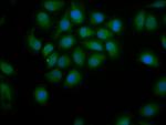 PDE9A Antibody in Immunocytochemistry (ICC/IF)