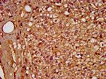 PDE9A Antibody in Immunohistochemistry (Paraffin) (IHC (P))