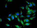 OS9 Antibody in Immunocytochemistry (ICC/IF)