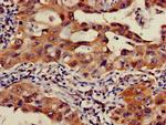 OS9 Antibody in Immunohistochemistry (Paraffin) (IHC (P))