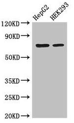 OS9 Antibody in Western Blot (WB)