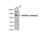 RAPGEF1 Antibody in Western Blot (WB)