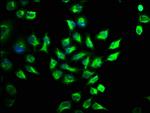 MST2 Antibody in Immunocytochemistry (ICC/IF)