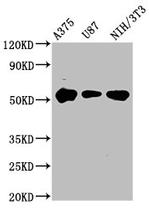 MST2 Antibody in Western Blot (WB)