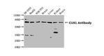 CUX1/Protein CASP Antibody in Western Blot (WB)