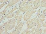 HADH Antibody in Immunohistochemistry (Paraffin) (IHC (P))