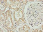 HADH Antibody in Immunohistochemistry (Paraffin) (IHC (P))