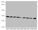 HADH Antibody in Western Blot (WB)