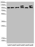 C12orf30 Antibody in Western Blot (WB)