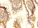 SLC13A2 Antibody in Immunohistochemistry (Paraffin) (IHC (P))