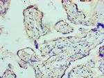 ADAM9 Antibody in Immunohistochemistry (Paraffin) (IHC (P))