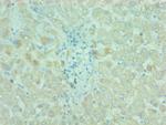 cIAP1 Antibody in Immunohistochemistry (Paraffin) (IHC (P))