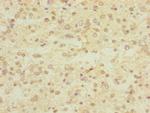 UBE4A Antibody in Immunohistochemistry (Paraffin) (IHC (P))