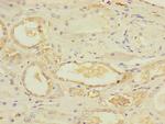 UBE4A Antibody in Immunohistochemistry (Paraffin) (IHC (P))