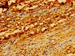 TRADD Antibody in Immunohistochemistry (Paraffin) (IHC (P))