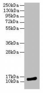 Melan-A Antibody in Western Blot (WB)