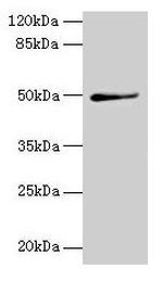 TRIP13 Antibody in Western Blot (WB)