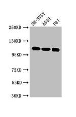 LRP8 Antibody in Western Blot (WB)