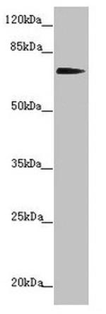 KIZUNA Antibody in Western Blot (WB)