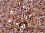 C5orf33 Antibody in Immunohistochemistry (Paraffin) (IHC (P))