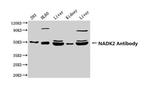 C5orf33 Antibody in Western Blot (WB)