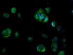 CDO Antibody in Immunocytochemistry (ICC/IF)