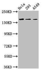 CDO Antibody in Western Blot (WB)