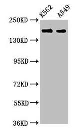 FMN1 Antibody in Western Blot (WB)