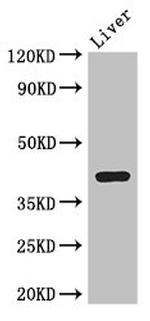 ADH7 Antibody in Western Blot (WB)