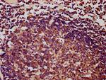 C1orf69 Antibody in Immunohistochemistry (Paraffin) (IHC (P))