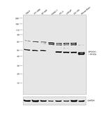 SPOCK1 Antibody in Western Blot (WB)