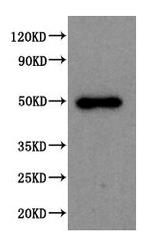 SPOCK1 Antibody in Western Blot (WB)