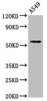 ICB-1 Antibody in Western Blot (WB)