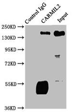 RLTPR Antibody in Western Blot (WB)