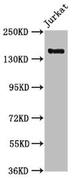 RLTPR Antibody in Western Blot (WB)