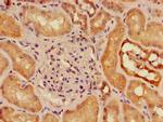 SLC16A9 Antibody in Immunohistochemistry (Paraffin) (IHC (P))