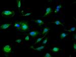 SLC25A24 Antibody in Immunocytochemistry (ICC/IF)