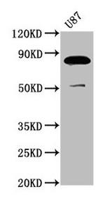 FRMD7 Antibody in Western Blot (WB)